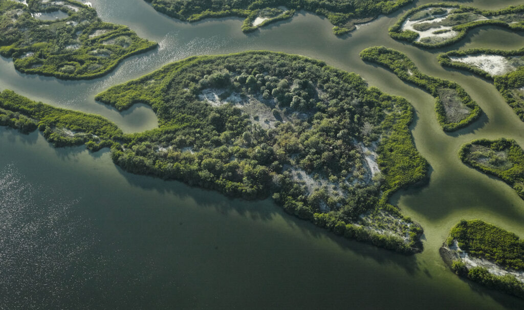 Aerial photograph of mangroves and sandbars along the western coastline of Tampa Bay