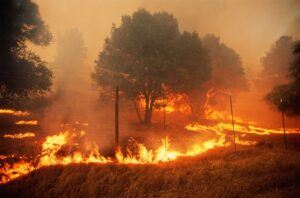 wildfire